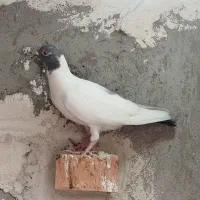دورح گوباش ماده