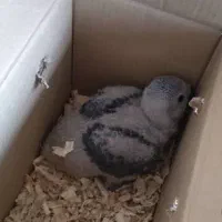 سلام و احترام جوجه کاسکو