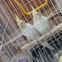 عروس لوتینو مولد
