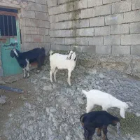 بز بزغاله دار دورگ گوش بلند  جوان گله گرد