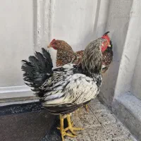 مرغ و خروس