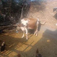 گاو  و  گوساله