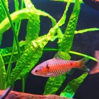 ماهی گوپی|ماهی|اهواز, پادادشهر|دیوار