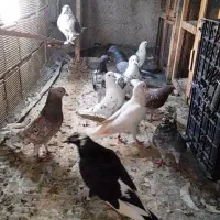 کفتر