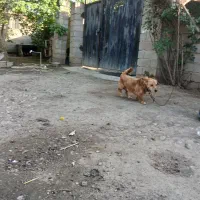واگذاری سگ پاکوتاه نر