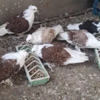 کبوترجکسون دوکت