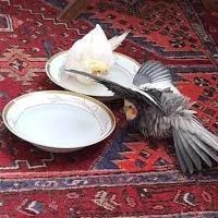 عروس هلندی