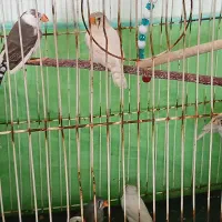 عروس هلندی وفنچ تخم گذار