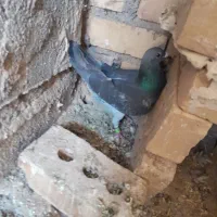 کبوتر