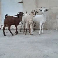 ۴عدد کهری نر