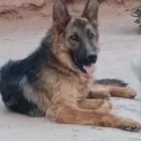سگ ژرمن