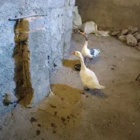 غازوجوجه هاش
