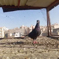 دمسفید کاکلی