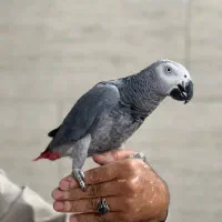 کاسکو|پرنده|شهریار, شهریار|دیوار