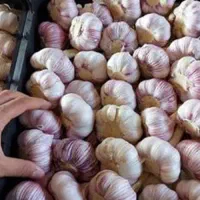 فروش علوفه سیر(علف سیر سورت شده)