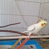 عروس هلندی