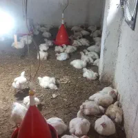 مرغ گوشتی سبز