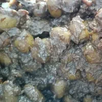 زیتون پرورده بی هسته3کیلویی بامغزگردو زیاد درجه۱