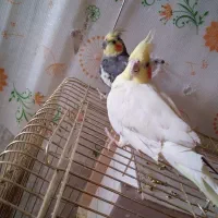 یه جفت عروس هلندی باقفس