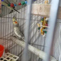 پرنده