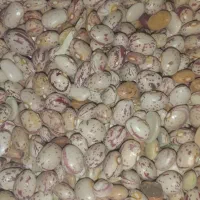 لوبیا چیتی کوشا