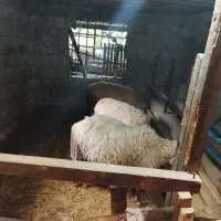فروش رومانوف که۲و۳قلوباردارن