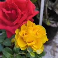 فروش انواع گل و گیاه، رز، ساناز، کاغذی، انواع خاک