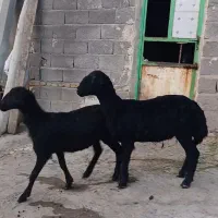بره قر قزل