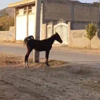 اسب|اسب و تجهیزات اسبسواری|شیراز, نصر|دیوار