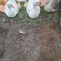 قوغاز اکراینی