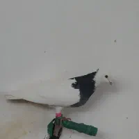 یک جفت طوقی سیاه و آجری