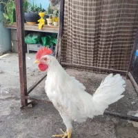 خروس