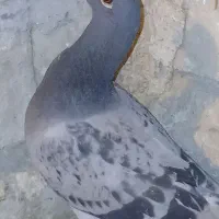 جوجه مسافتی