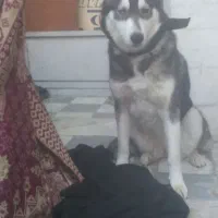 سگ هاسکی چشم تابه تا ماده فوری