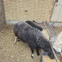 بره و کره