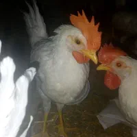 خروس