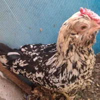 مرغ گلین چهل تاج