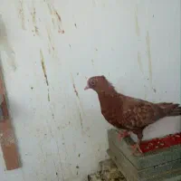 کفتر|پرنده|مشهد, کوی دروی|دیوار