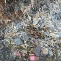 ذرت|لوازم جانبی حیوانات|اسفراین, |دیوار