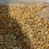 عدس محلی ایلاق