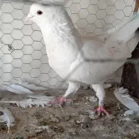 نر سفید تهرانی درشت کشیده