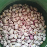 لوبیا چیتی