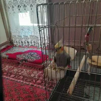 معاوضه عروس هلندی