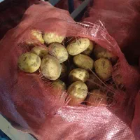 سیب زمینی بذری سردخانه ای