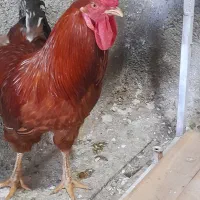 مرغ وخروس