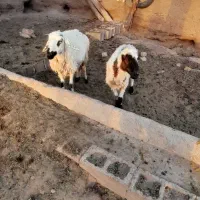 دوتا گوسفتد
