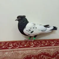 کبوتر گرفتنی ماده