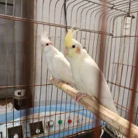 2 عدد جوجه عروس هلندی دونخور