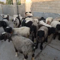 فروش یکجا میش و بز