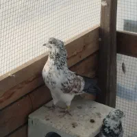 کفتر سرخ کاشانی